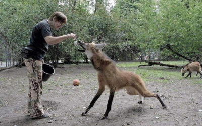 Man feeding an enormous Aguará Guazú, a large foxlike canid.