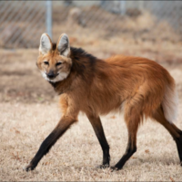 Large Aguara Guau walking, looks like a lgiant fox, with a mane and very long legs